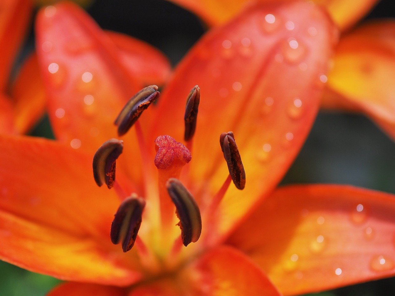 lily, blossom, bloom-8085562.jpg