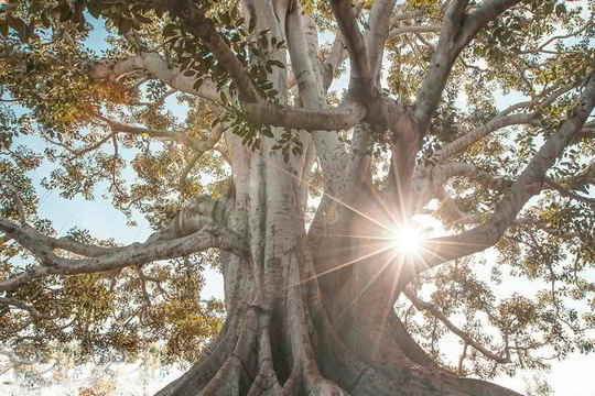Two trees next to each other, with the sun shining through them